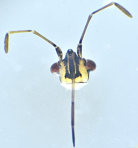 Nysius graminicola